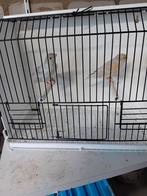 Kanaries te koop, Dieren en Toebehoren, Vogels | Kanaries, Meerdere dieren, Kleurkanarie
