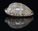 Schelpen: Cypraea nigropunctata 30,5mm (F+++/Gem) Galapagos, Ophalen of Verzenden, Schelp(en)