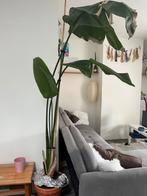 1.80m strelitzia nicolai, Huis en Inrichting, Kamerplanten, Ophalen, Overige soorten