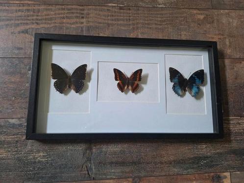 Opgezette vlinders in lijst. Vlinders opgezet., Verzamelen, Dierenverzamelingen, Nieuw, Opgezet dier, Insect, Ophalen of Verzenden