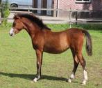 Twee kwaliteitsvolle Welsh merrieveulens, Dieren en Toebehoren, Pony's, Merrie, Niet van toepassing, 0 tot 2 jaar, C pony (1.27m tot 1.37m)