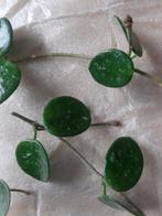 Hoya mathilde, Huis en Inrichting, Kamerplanten, Ophalen of Verzenden