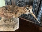 Antieke opgezette houtsnip op Stenen Voet - Taxidermie Vogel, Verzamelen, Dierenverzamelingen, Ophalen, Gebruikt, Vogel, Opgezet dier