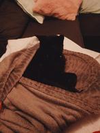 Oppas voor Loeloe, Ophalen of Verzenden