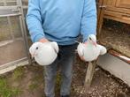 Postduif, Dieren en Toebehoren, Vogels | Duiven, Meerdere dieren, Postduif
