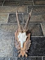 Prachtig Ree Gewei op Hand Gestoken Schild Jacht f67, Ophalen of Verzenden, Gebruikt, Hert, Gewei of Kop