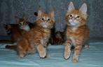 Prachtige Maine Coon kittens zoeken een nieuw thuis., Meerdere dieren, Gechipt, 0 tot 2 jaar