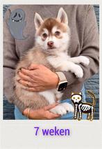 Pomsky pups zoeken goude mandje, 8 tot 15 weken, Meerdere, Meerdere dieren, Middel