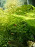 Te koop mooie jonge platy's, Dieren en Toebehoren, Vis