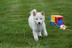 Shiba inu pups uit nest te kiezen, Rabiës (hondsdolheid), 15 weken tot 1 jaar, Overige rassen, Buitenland