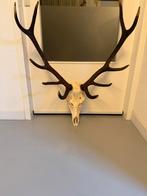 Te koop edelhert gewei, 200 cm of meer, Zo goed als nieuw, Hout, Ophalen