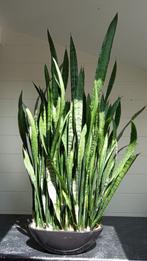 Sansevieria zeylanica (Vrouwentong) incl. ovale Pot, Ophalen, Vetplant, 100 tot 150 cm, Halfschaduw