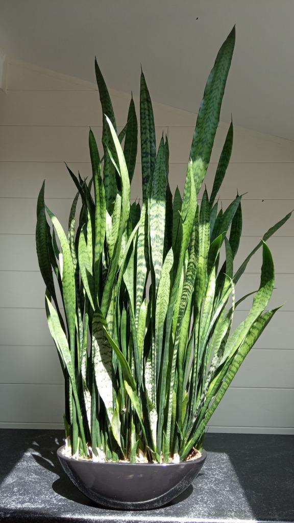 Sansevieria zeylanica (Vrouwentong) incl. ovale Pot, Huis en Inrichting, Kamerplanten, Vetplant, 100 tot 150 cm, Groene kamerplant