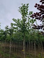 Kers / Kersenboom | Prunus avium plena, Lente, Overige soorten, Volle zon, Ophalen