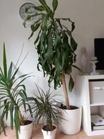 Diverse kamerplanten in pot – gezonde, sterke planten, Ophalen, In pot, Halfschaduw, Minder dan 100 cm