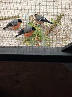 Drie goedvink mannen over graag ruilen tegen poppen., Dieren en Toebehoren, Vogels | Overige Vogels, Mannelijk