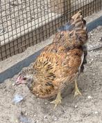 Toompje Wyandotte krielen, Dieren en Toebehoren, Meerdere dieren, Kip