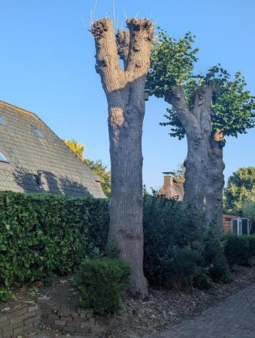 Linde boomstam (3 kuub gekloofd brandhout) beschikbaar voor biedingen