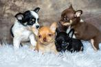 Nestje van 4 Chihuahua pups. ALLES GERESERVEERD, Dieren en Toebehoren, Honden | Chihuahua's en Gezelschapshonden, 8 tot 15 weken