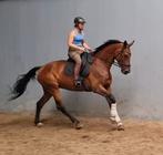 Drachtige fijn te rijden ster sport merrie v Jazz, Dieren en Toebehoren, Merrie, Z, Dressuurpaard, Gechipt
