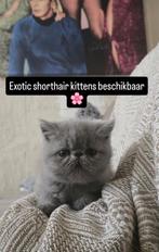 Persian korthaar kittens ophalen Venlo of Eindhoven, Dieren en Toebehoren, Katten en Kittens | Raskatten | Korthaar, Geslacht onbekend