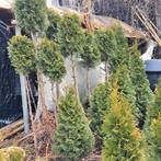 bol conifeer, Bloeit niet, Halfschaduw, 100 tot 250 cm, Overige soorten