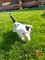 Boerderijkittens, Dieren en Toebehoren, Meerdere dieren, Kortharig, 0 tot 2 jaar