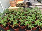 Balkon cherrytomaten tomatenplanten, Tuin en Terras, Planten | Tuinplanten, Zomer, Ophalen of Verzenden, Groenteplanten, Eenjarig