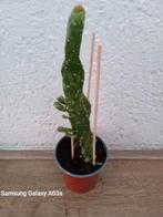 Vetplant in 8cm binnen pot, Ophalen