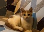 Lieve kitten zoekt een warm thuis, Dieren en Toebehoren, Kater, Ontwormd