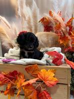 Maltipoo pups (cavelier king charels spaniel x maltipoo), Rabiës (hondsdolheid), Overige rassen, 8 tot 15 weken, Meerdere