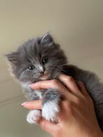 Ragdol, Dieren en Toebehoren, Katten en Kittens | Raskatten | Langhaar, Poes, 0 tot 2 jaar