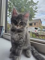 Mainecoon kittens te koop, Kater