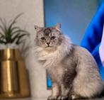 Langharige half-Ragdoll, half-Britse poes, Poes