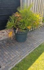 Palm in pot, Tuin en Terras, Planten | Tuinplanten, Volle zon, Vaste plant, Bloeit niet, Ophalen