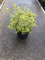 Euonymus Emerald Gold (goudbonte kardinaalsmuts) pot, Ophalen, Zomer, Overige soorten, Volle zon