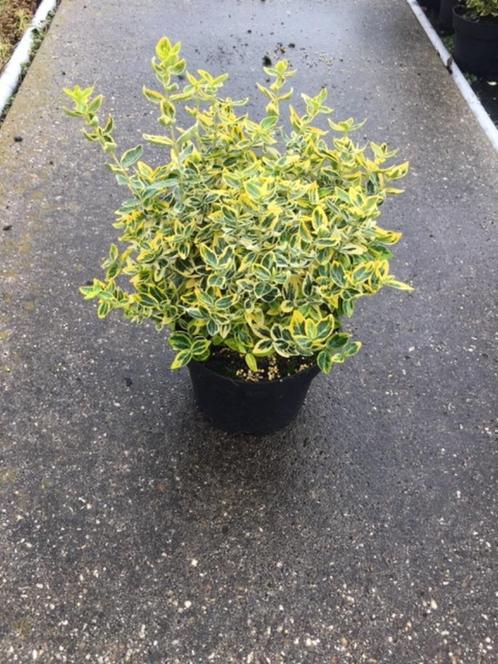 Euonymus Emerald Gold (goudbonte kardinaalsmuts) pot, Tuin en Terras, Planten | Tuinplanten, Overige soorten, Volle zon, Zomer