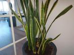 Prachtige grote Sansevieria! Incl. pot 1.35 hoog!, Ophalen, Overige soorten