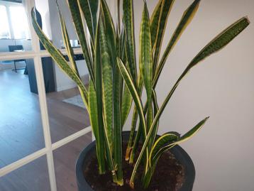 Prachtige grote Sansevieria! Incl. pot 1.35 hoog! beschikbaar voor biedingen