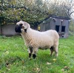 Walliser schwarznase stamboek ramdubbel arr, Dieren en Toebehoren, Schapen, Geiten en Varkens, Mannelijk, Schaap, 0 tot 2 jaar