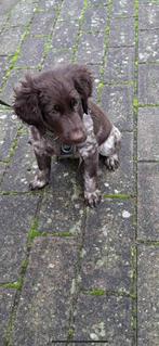 gentlemen munsterlander puppy  reutje met gouden hartje, Dieren en Toebehoren, België, Particulier, 8 tot 15 weken, Eén hond