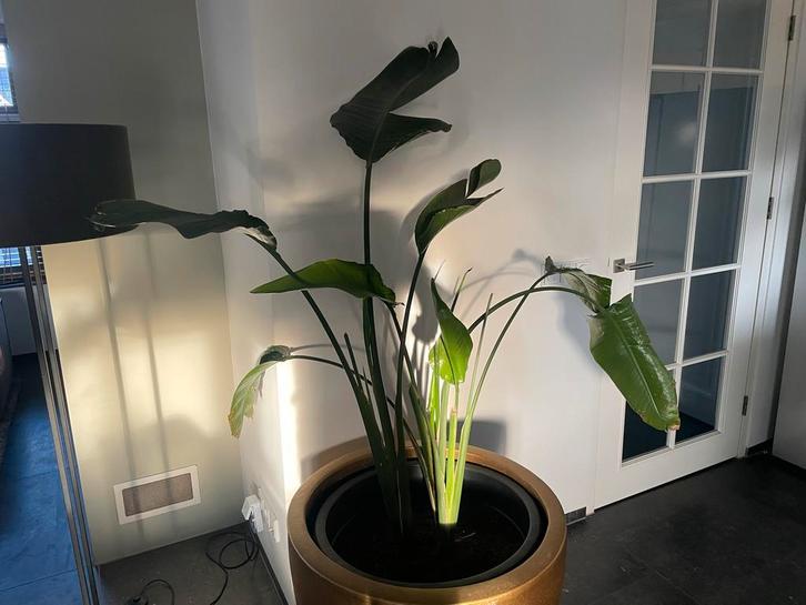 Grote Strelitzia (Paradijsvogelplant) met pot, Huis en Inrichting, Kamerplanten, Overige soorten, 150 tot 200 cm, Groene kamerplant