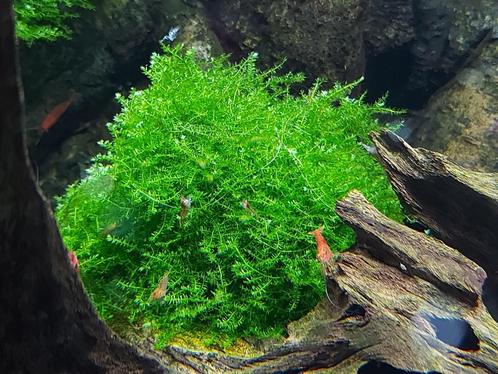 Vuurgarnalen, Dieren en Toebehoren, Vissen | Aquariumvissen, Zoetwatervis, Kreeft, Krab of Garnaal