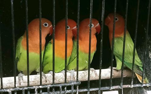 Prachtige piep jonge agapornis fisheri opaline dilute groen, Dieren en Toebehoren, Vogels | Parkieten en Papegaaien, Dwergpapegaai of Agapornis