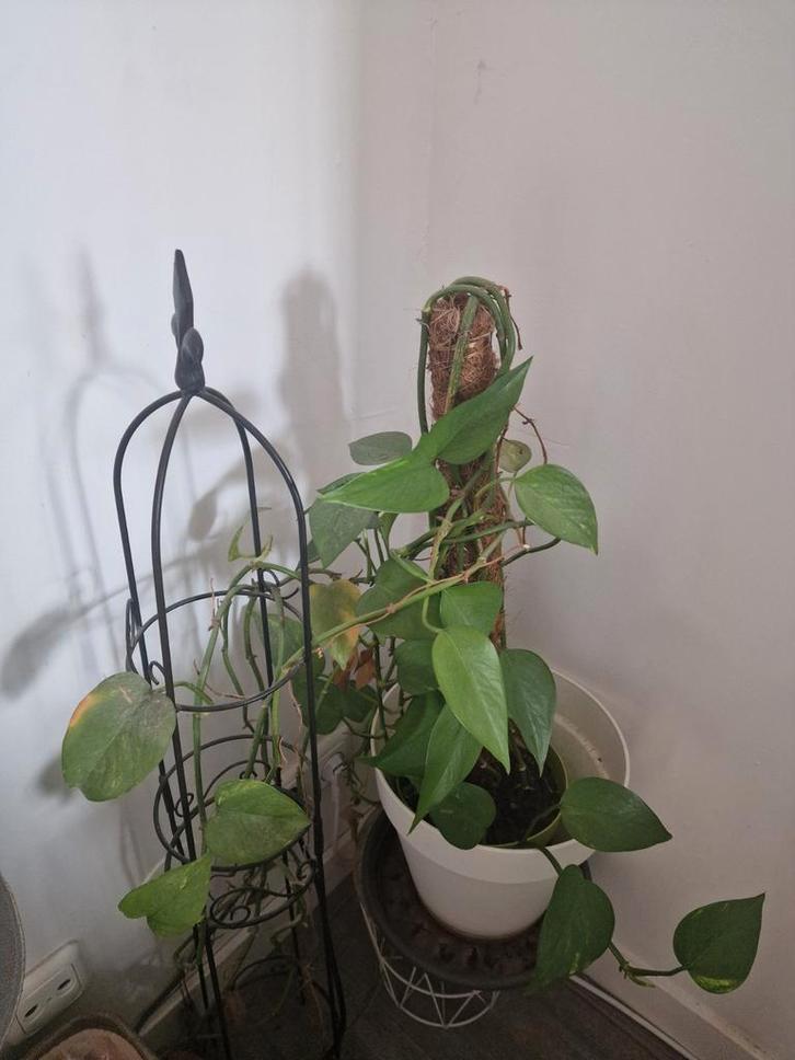 Pothos Klimplant met Mosstok en Rek, Huis en Inrichting, Kamerplanten, Overige soorten, Minder dan 100 cm, Groene kamerplant, Halfschaduw