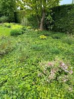 Vaste planten, Tuin en Terras, Ophalen