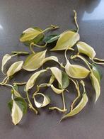 Philodendron Rio stekjes - Mooie Variegata, Ophalen, Overige soorten, Halfschaduw, In pot