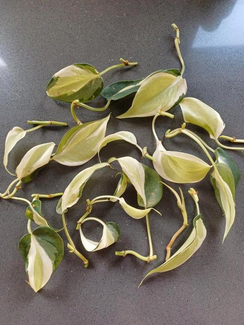 Philodendron Rio stekjes - Mooie Variegata, Huis en Inrichting, Kamerplanten, Overige soorten, Minder dan 100 cm, Groene kamerplant