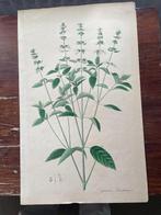 litho Ocijmum Basilicum 19e eeuw, Antiek en Kunst, Kunst | Litho's en Zeefdrukken, Ophalen of Verzenden