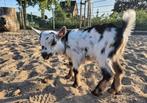 Cae en cl vrij bokje dwerggeit, Dieren en Toebehoren, Schapen, Geiten en Varkens, Mannelijk, Geit, 0 tot 2 jaar